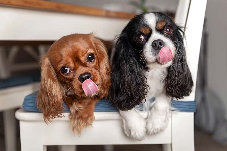 cavalier_king_charles_plaisir_chien_nourrir_comme_la_nature.jpg