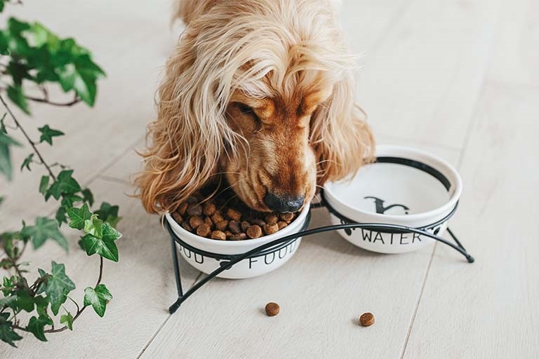 cocker_alimentation_chien_nourrir_comme_la_nature.jpg