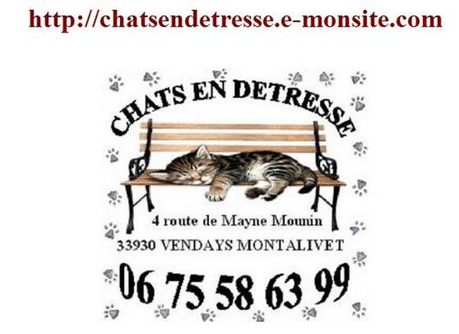 association protection feline CHATS EN DETRESSE