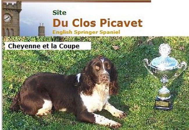 SPRINGER SPANIEL  DU CLOS PICAVET