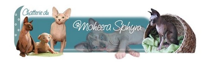 ELEVAGE DE CHATS SPHINX de MOHEERA