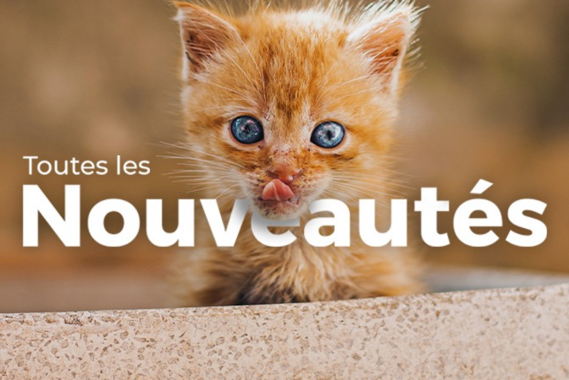 Nouveautés Chat