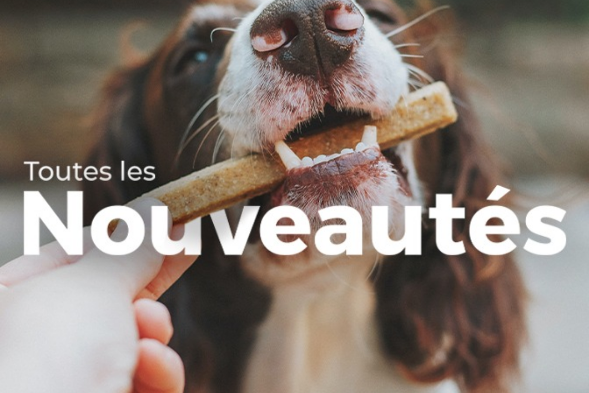 Nouveautés Chien